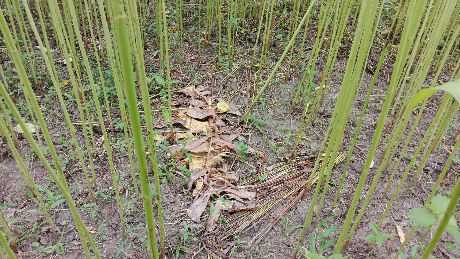 বোয়ালমারীতে পুঁইশাক দেওয়ার প্রলোভন দেখিয়ে পাটখেতে নিয়ে তৃতীয় শ্রেণির ছাত্রীকে ধর্ষণের অভিযোগ