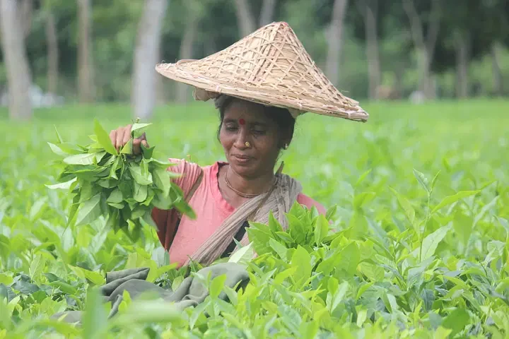 ফসলের মাঠে ব্লাস্ট রোগের আতঙ্কে, ফসল নষ্টের শঙ্কায় নেত্রকোনার কৃষকরা