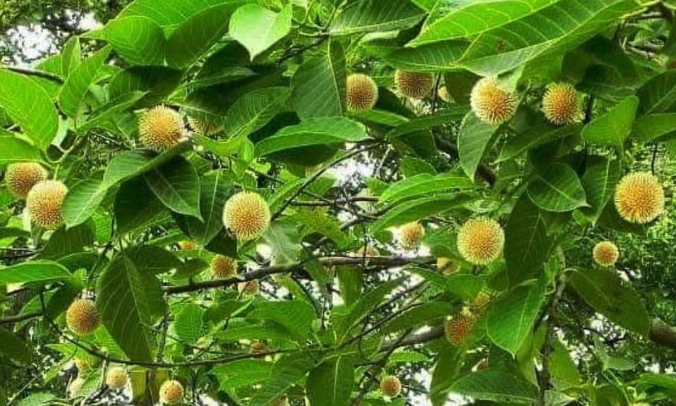 কাউনিয়ায় বর্ষার আগমনে অপরূপ শোভা পাচ্ছে কদম ফুল