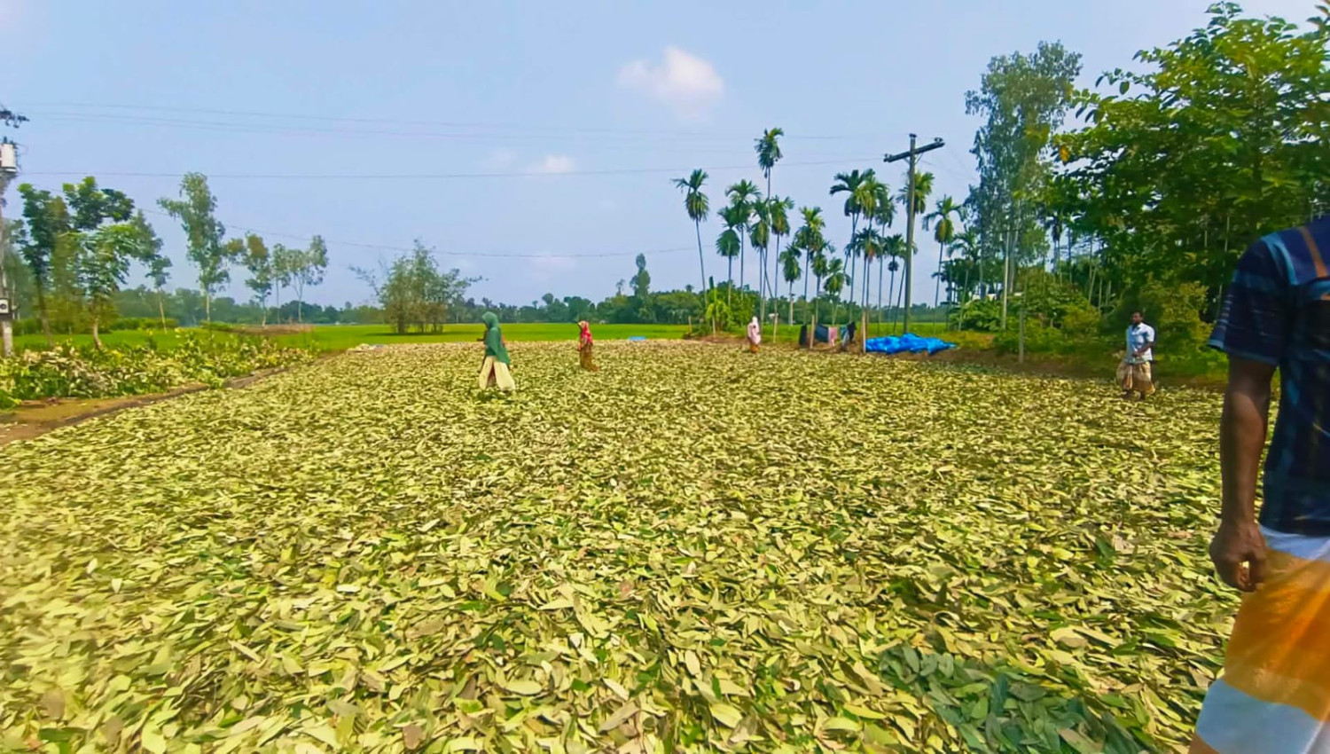 কাউনিয়ায় তেজপাতা চাষে বিপ্লব ঢাকার বাজার দখল করে যাচ্ছে বিদেশে